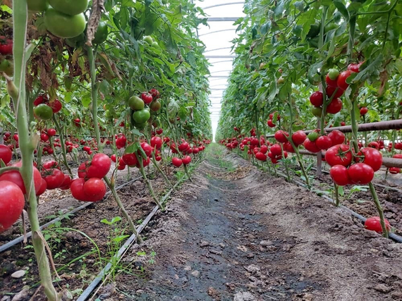 Аламина F1 семена томата индетерминантного (Rijk Zwaan / Райк Цваан) – фото 9