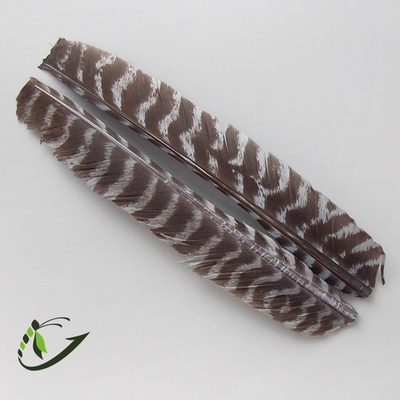 NATURES SPIRIT Перья WILD TURKEY BARRED BIOT QUILLS 1 select pair