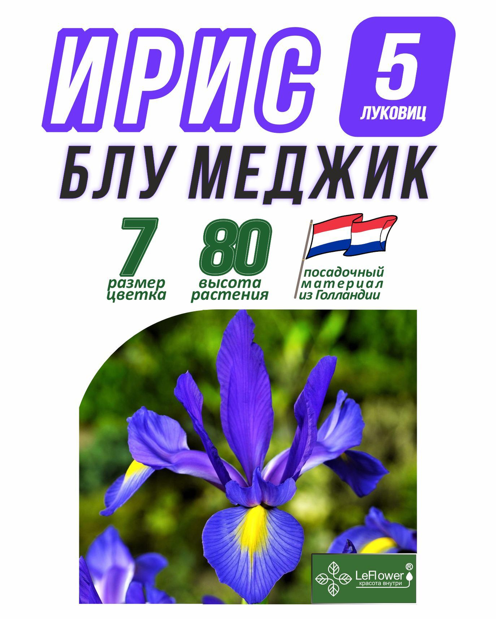 Ирис луковицы 5шт., Блю Меджик, для посадки в грунт. Голландия, Нидерланды