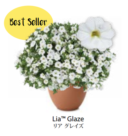 ЕВРО Calibrachoa Lia Glaze укорененный черенок ноябрь