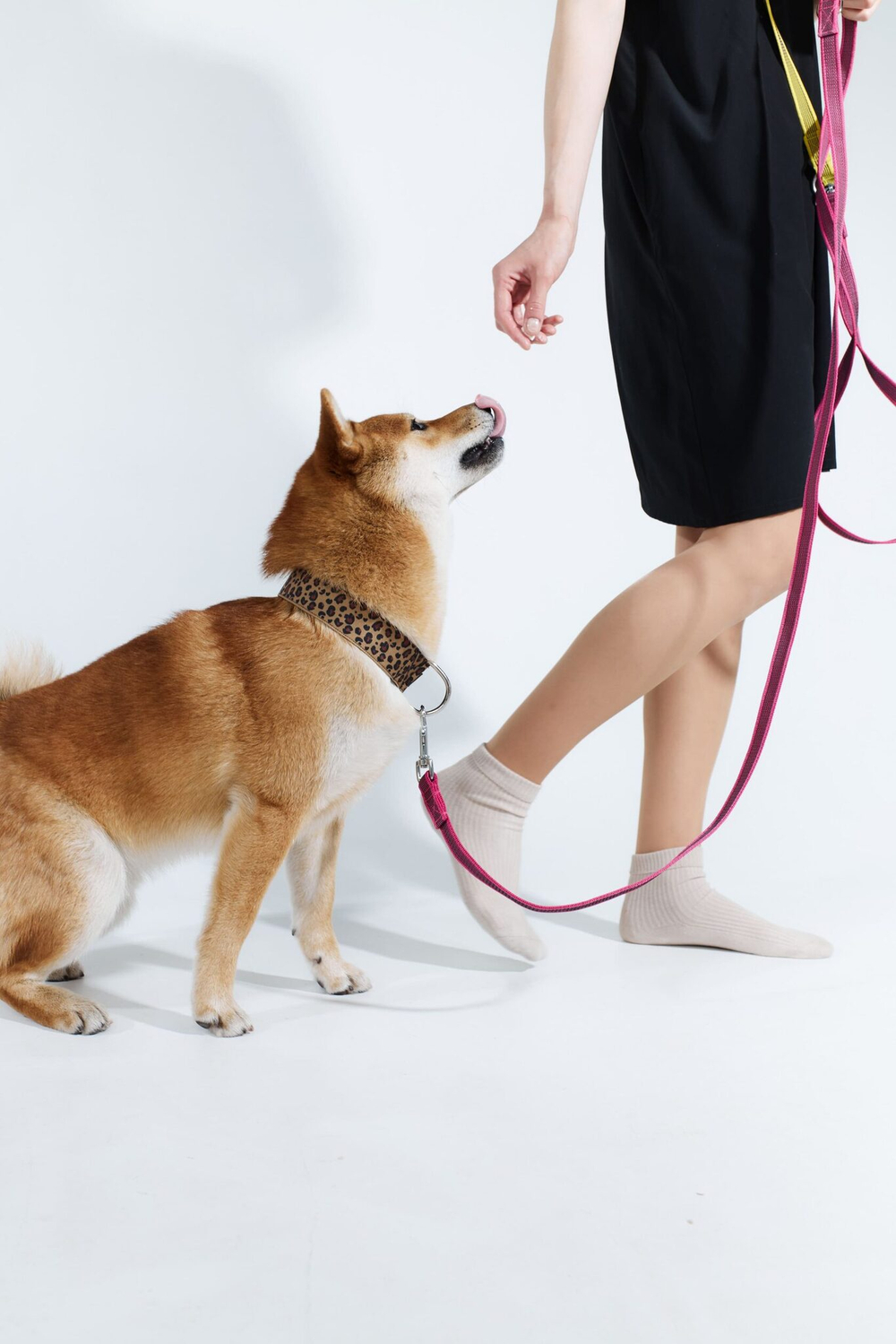 Ошейник Неуловимый леопард