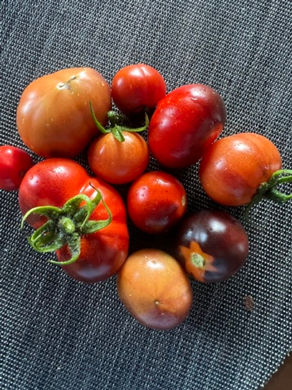 Томат биколор Блю Питтс 10шт.