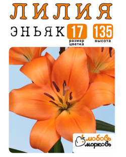 Лилия Луковица, Эньяк, ЛА-гибрид, 1 шт