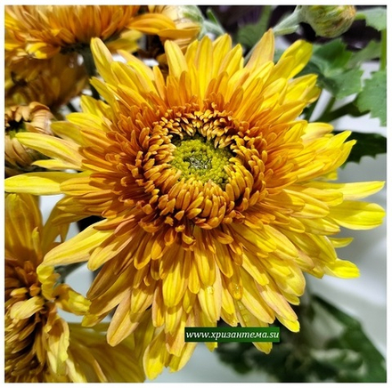 Садовая хризантема Медовый цвет 🌻 есть
