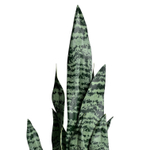 Сансевиерия куст бело-зелёный 75 см