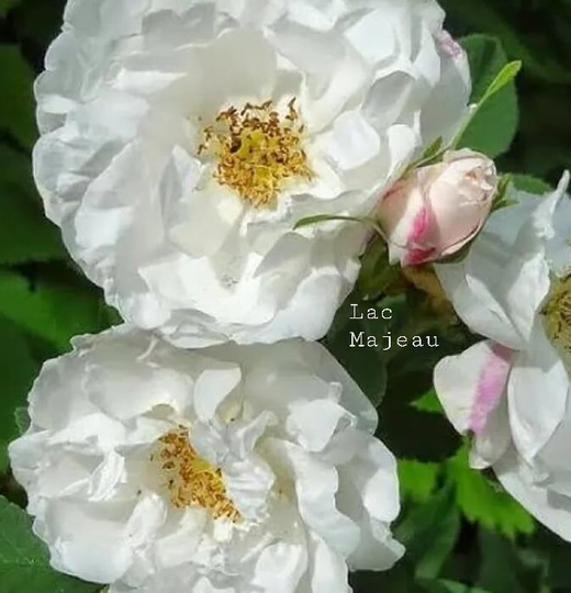 Роза канадская Лак Маджеу С4 Закупка М43 июнь 2026