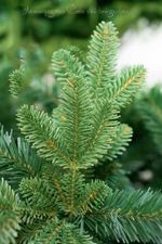 Елка с гирляндой «Барокко» (Литая+пвх) 240 см / 2,4 м