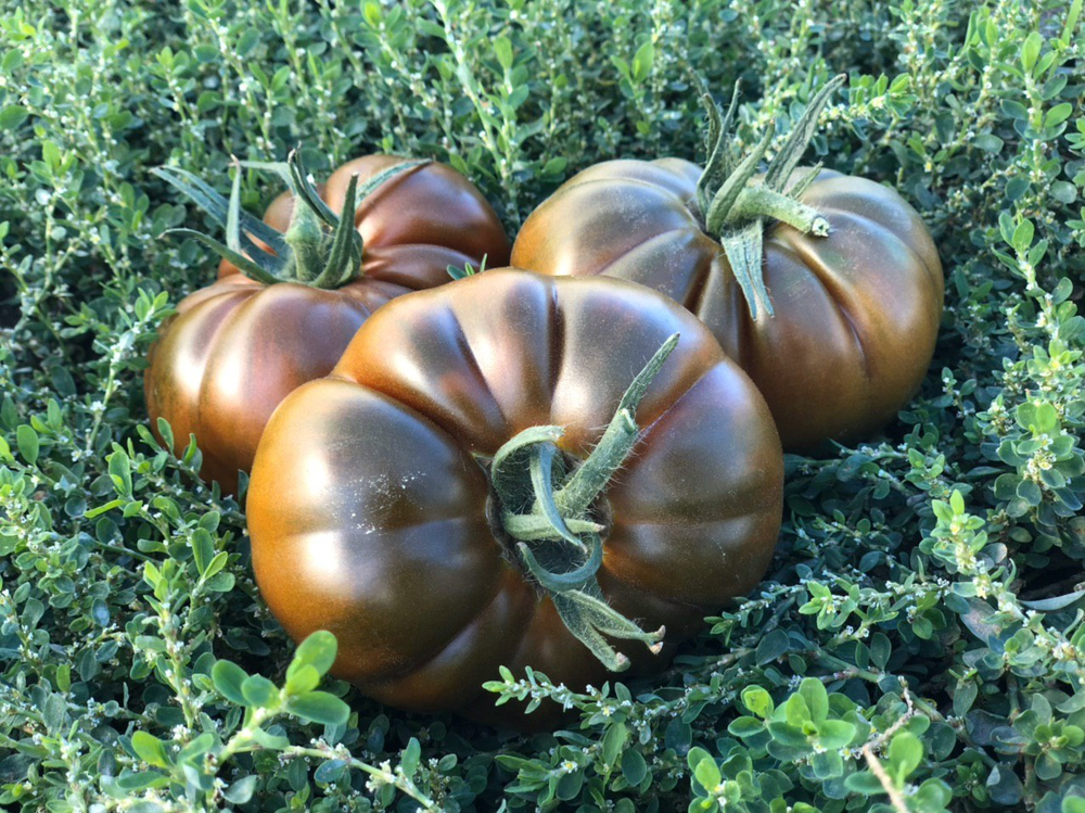 Браун Кой F1 семена томата индетерминантного ( Yuksel Tohum / )