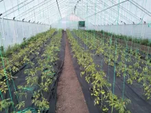 ПИНК ГАРАНТ F1 семена томата (Sakata | Alexagro)