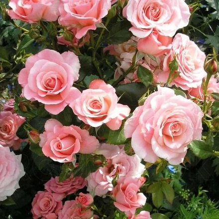 Роза Тиклед Пинк (флорибунда)