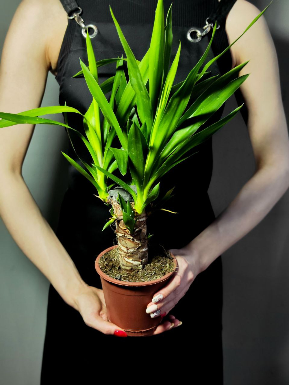 Юкка Слоновая D12см