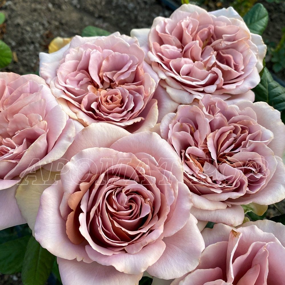 Кафе Латте (Cafe Latte)