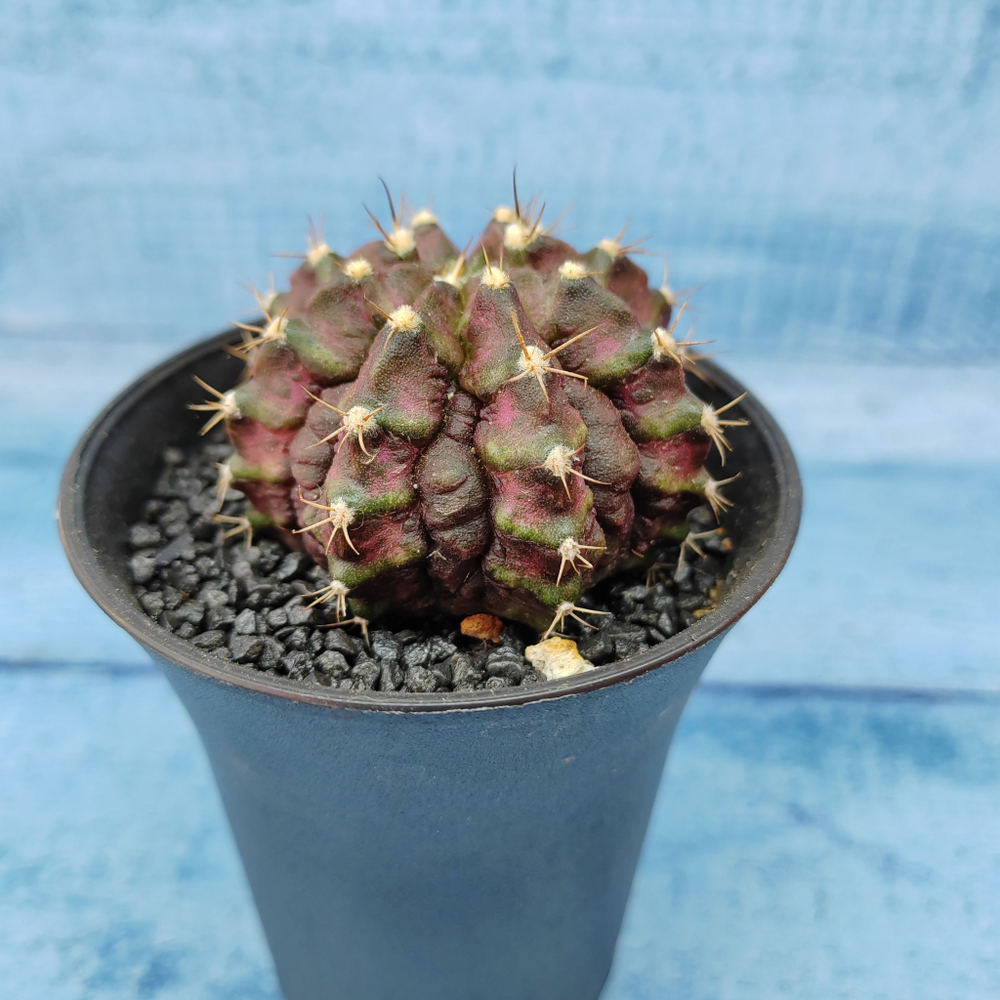 Gymnocalycium T-Rex Pink hybride (Гимнокалициум T-rex)