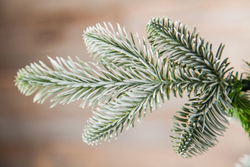 Ель Нормандия Пушистая 215см заснеженная Triumph Tree