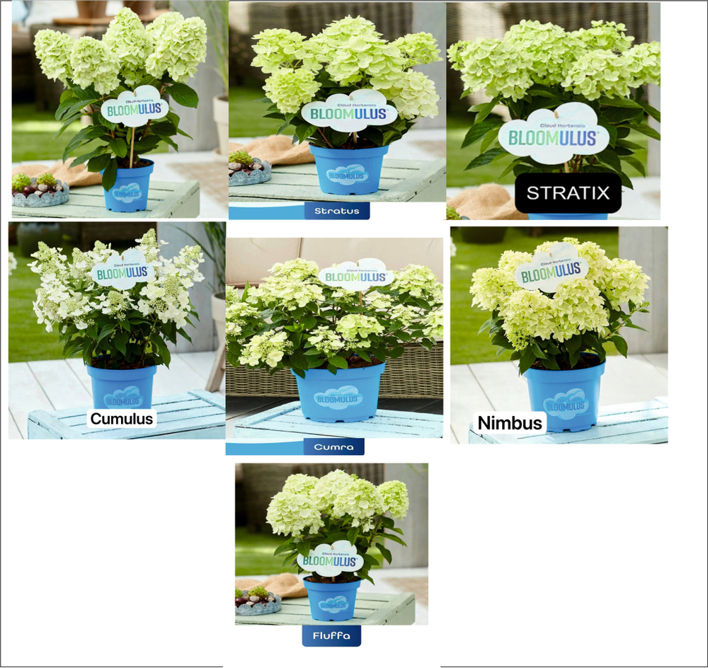 7 сортов Bloomulus (Блумулус) ("Облака") комплект. Гортензия метельчатая, Р9