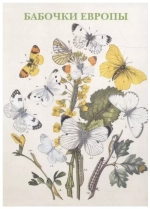 Бабочки Европы