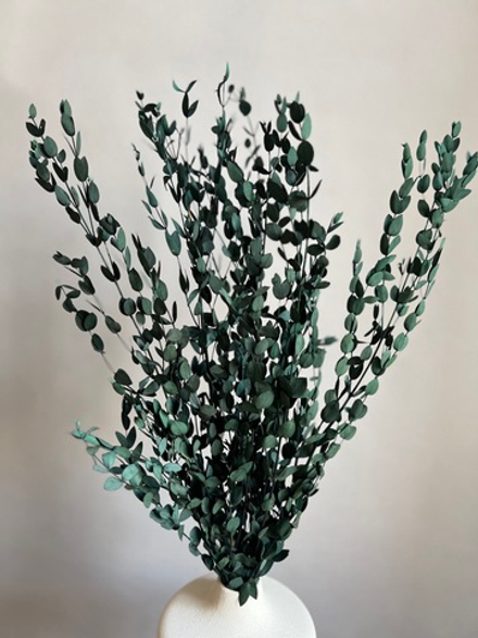 Эвкалипт Парвифолия стабилизированный темно-зеленый