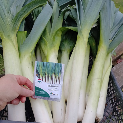 Cемена лука порей Коламбус, Bejo, 0,5 гр.