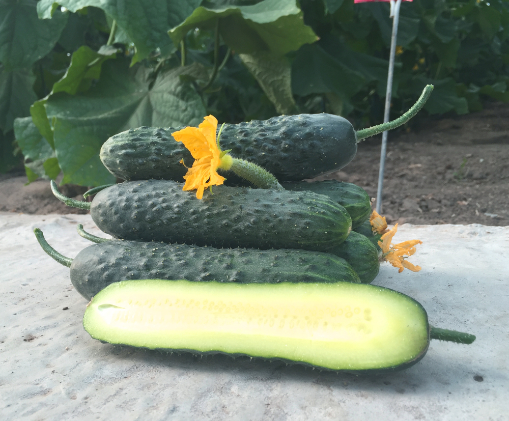 Огурец Родер F1 10шт.