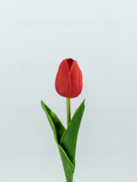 Тюльпан латекс