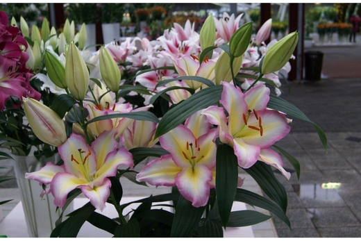 Лилия восточная Капитан Триколор 1шт размер 18/20 Закупка М67 апрель 2026