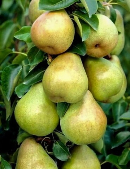 Груша колонновидная Нежность