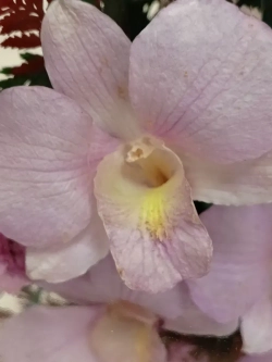 натуральные цветы в стекле, вакуум