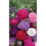 Семена Астра обильноцветущая Шаровидная Смесь (УД) Е/П