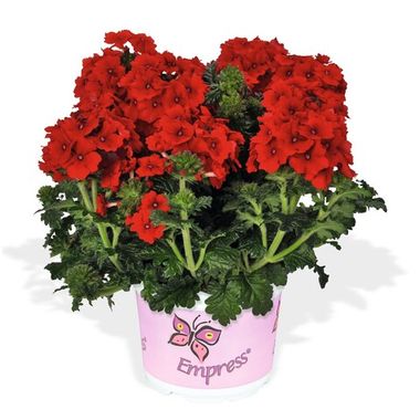 1581 Вербена EMPRESS FLAIR RED 