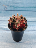 Gymnocalycium Variegata (Гимнокалициум Вариегатный)