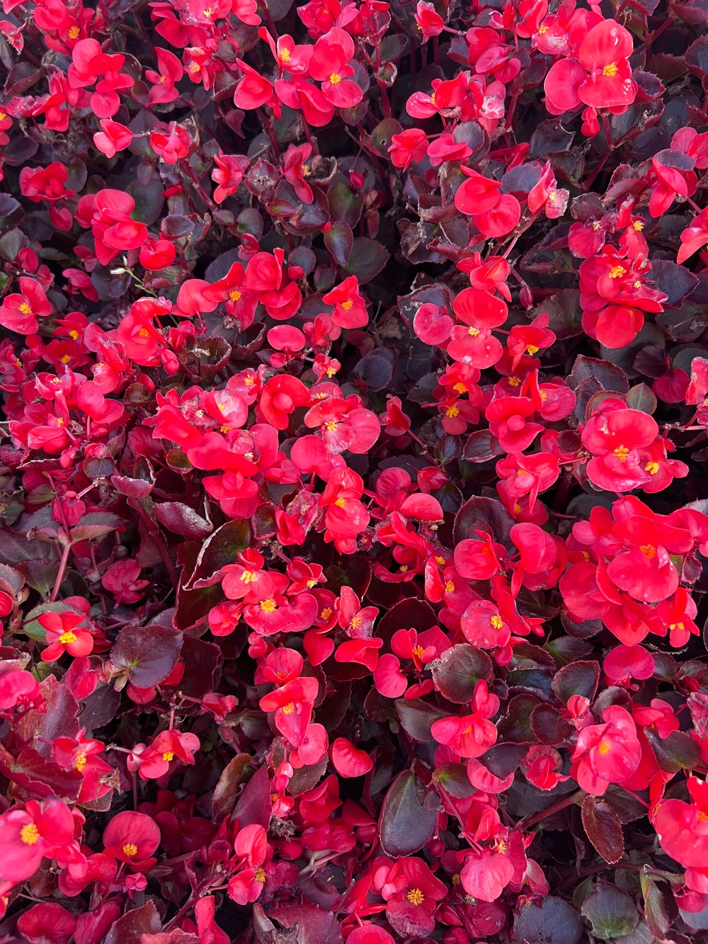 Бегония вечноцветущая Бада бум F1 скарлет 25шт.