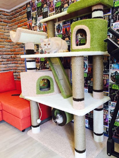 Комплекс для кошек ДВ-2