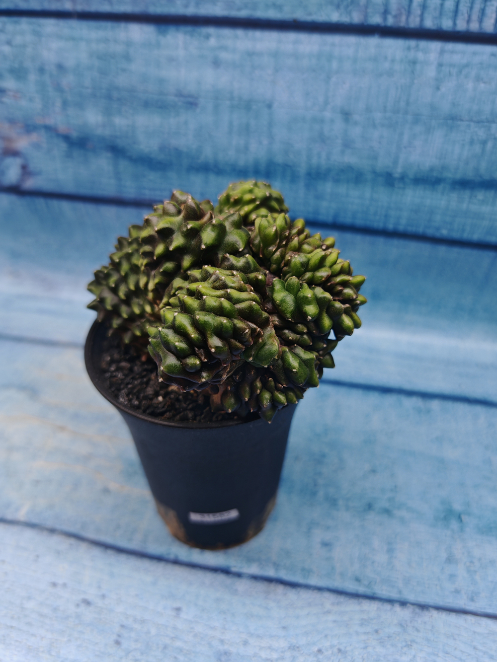 Gymnocalycium Spineless Crested form (Гимнокалициум Кристатный)