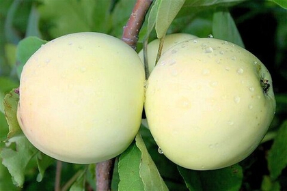 Яблоня Белый налив
