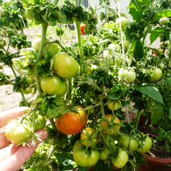 Помидоры Палка — Колоновидные