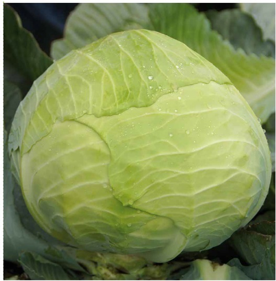 КОЛЯ F1 семена капусты белокочанной Seminis цена – фото 2