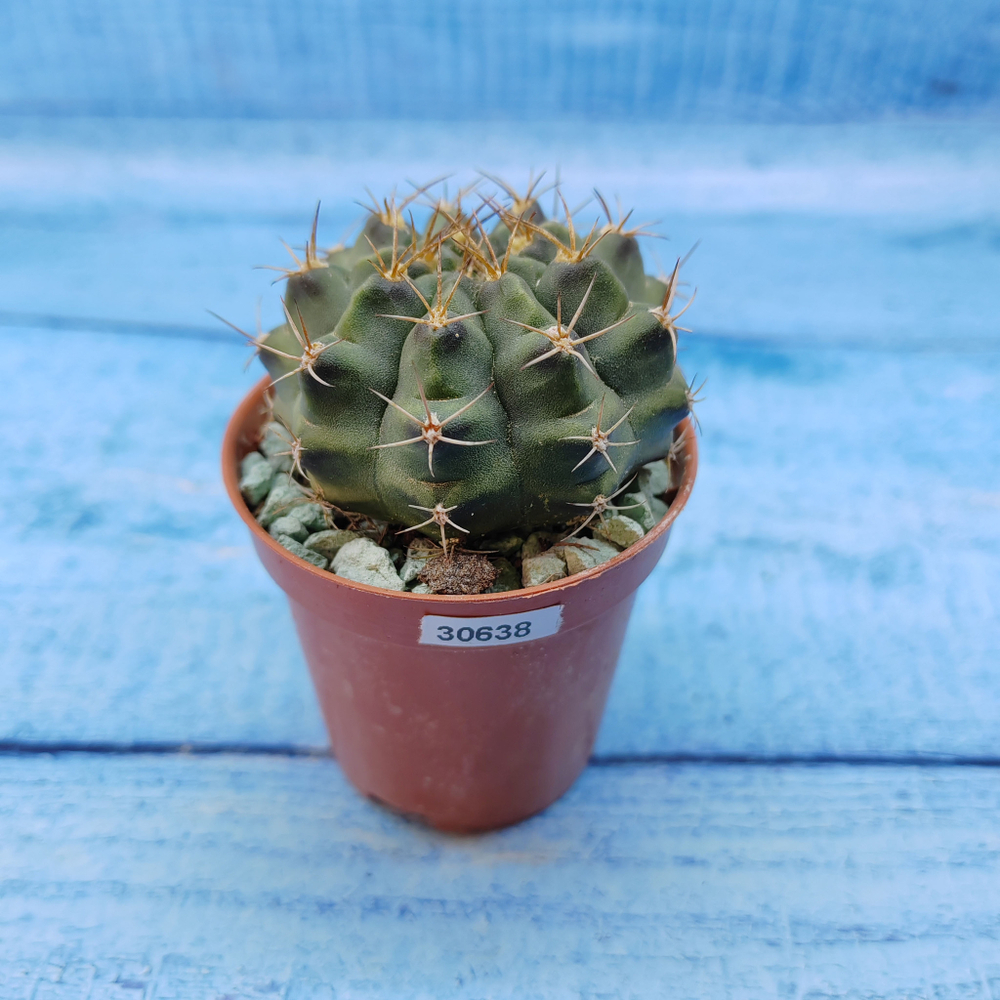 Gymnocalycium Friedrichii (Гимнокалициум)