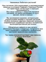 Гортензия Ты и Я навсегда Ю энд Ми Фореве крупнолистная