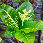 Кротон KOH GAEW