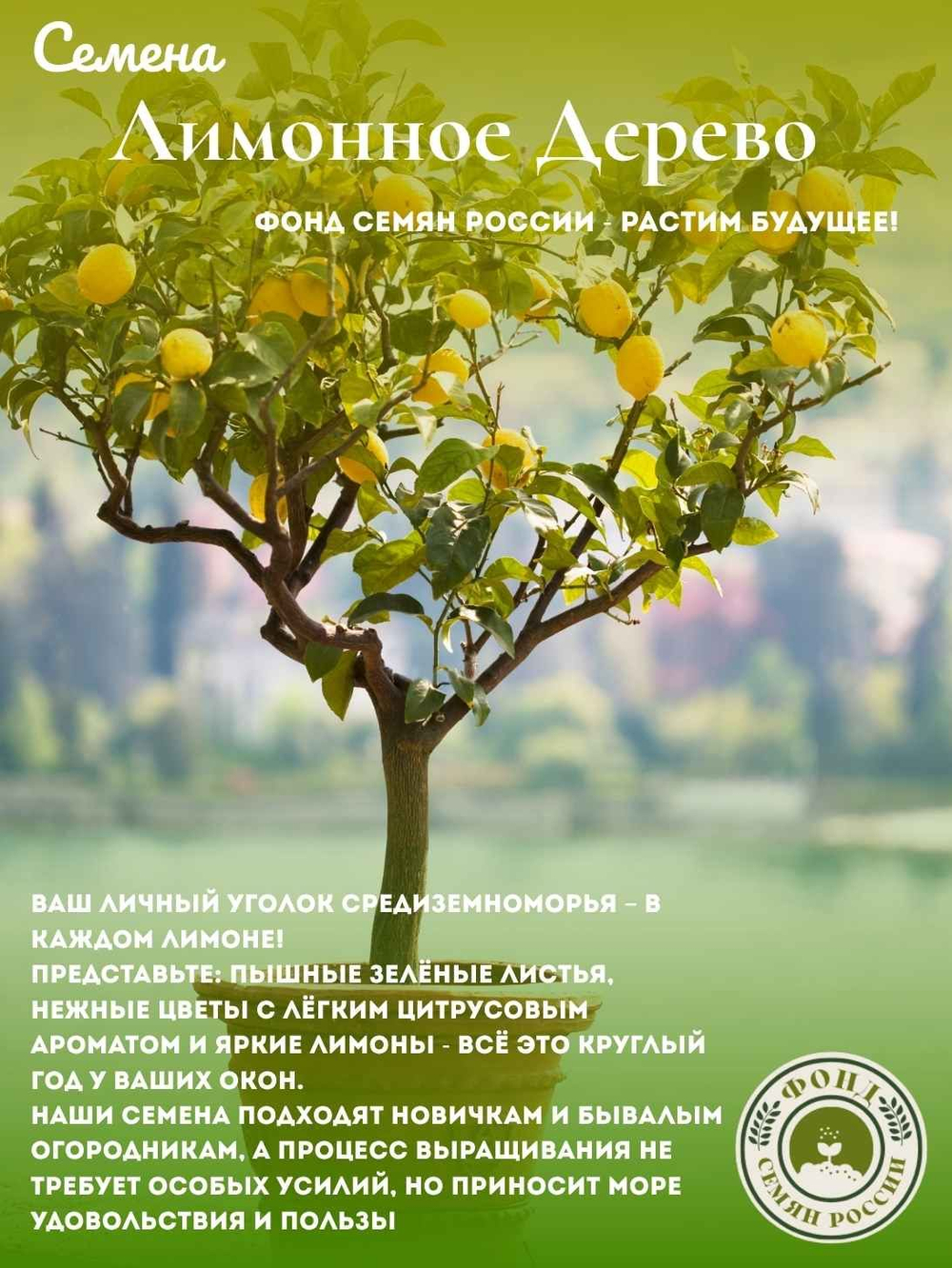 Лимонное дерево, Домашний лимон, Семена 5 шт. + подарочные семена