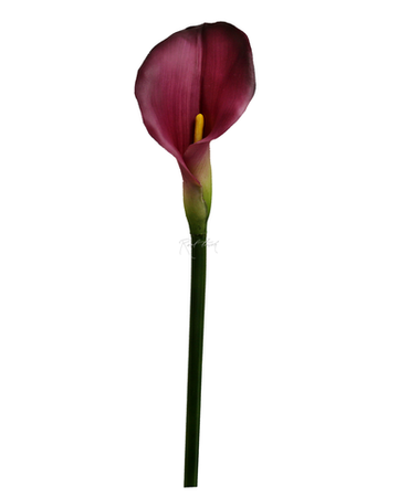 Калла Премиум - Фиолетовый