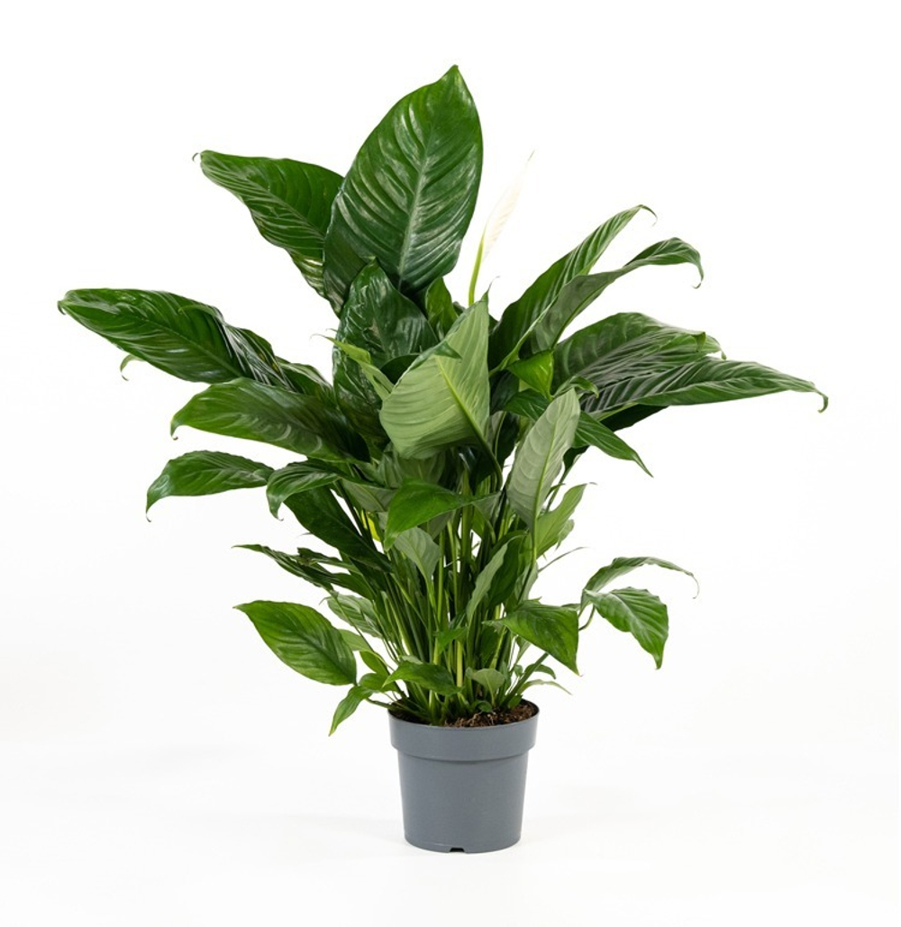 Спатифиллум