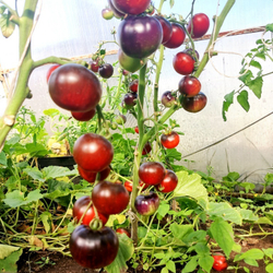 Помидоры Черная Бабочка - Black Butterfly Tomato