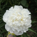 Пион Amalia Olson (корень 3/5 почек)