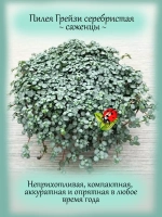 Пилея Грейзи серебристая