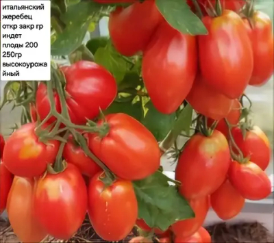 ИТАЛЬЯНСКИЙ ЖЕРЕБЕЦ