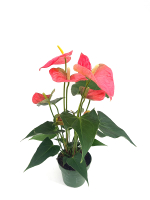 Антуриум (мужское счастье)