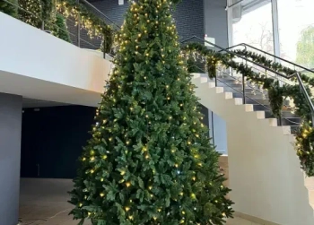 Елки интерьерные  от 3 до 8 м