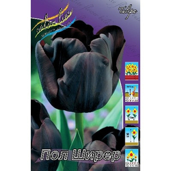 Тюльпан Пол Ширер