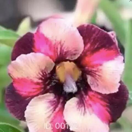 Адениум обесум 122 Five Colors